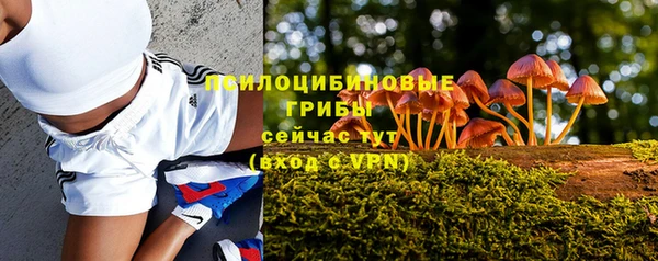 прущие грибы Саяногорск